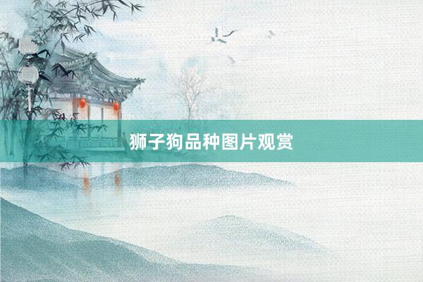 狮子狗品种图片观赏